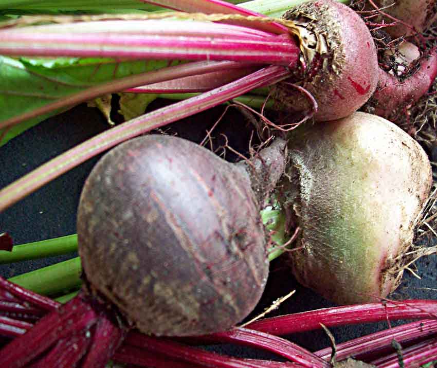 Beetroot
