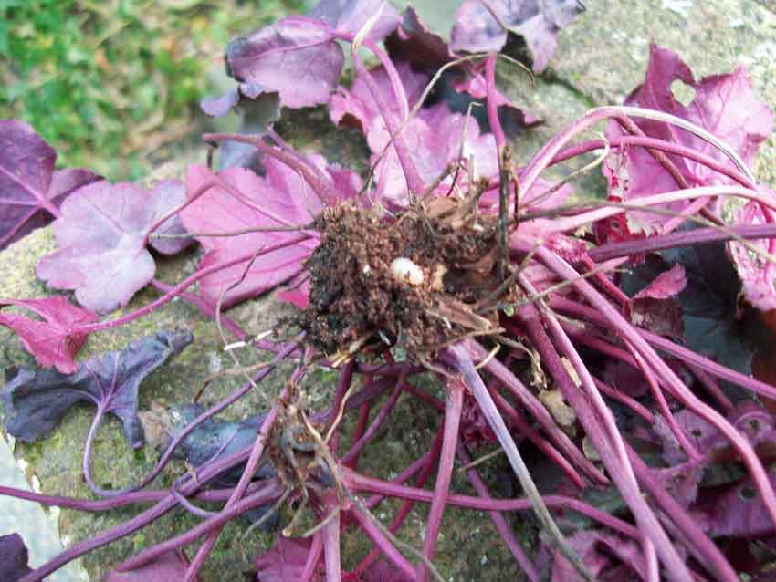 heuchera-vine-weevil-jan-25-15 Vine weevils
