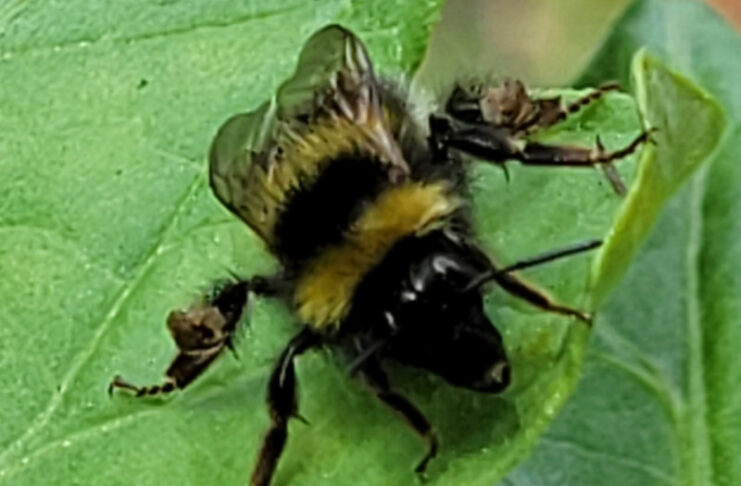How to treat bee and wasp stings Bee on a tomato leaf