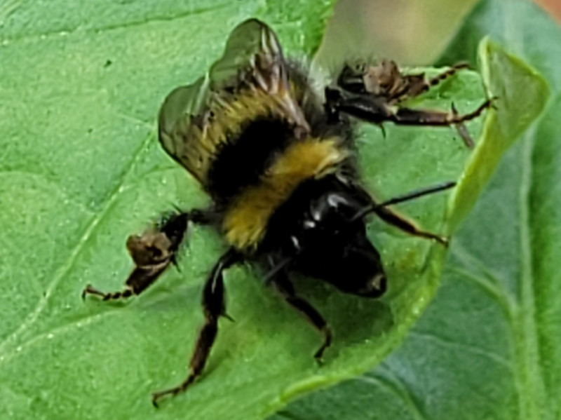Bee tomato leaf June 24 23 Bee on a tomato leaf