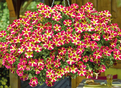 Mr Fothergill's trailing petunias