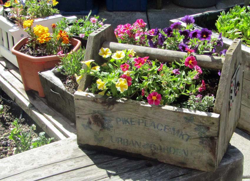 urban-garden-flowers Pike Place Urban Garden