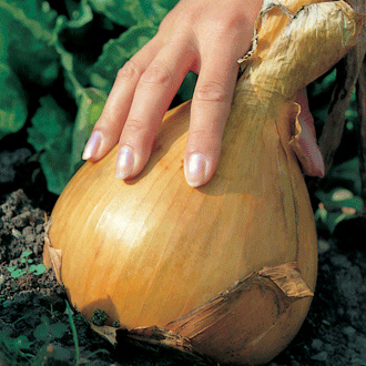 onion kelsae dt brown Return of the giant... showbench onion The Kelsae. Picture; DT Brown