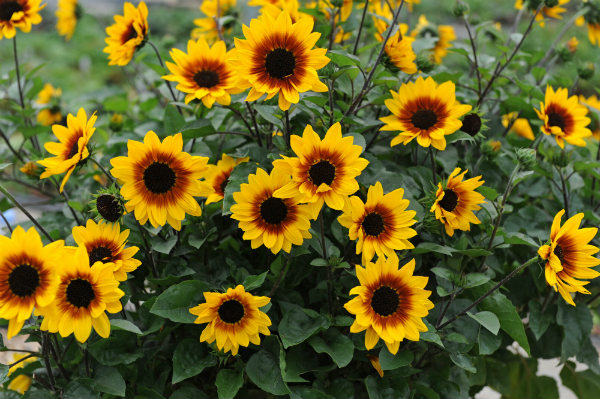 Sunflower Sunbelievable. Picture; Thompson & Morgan