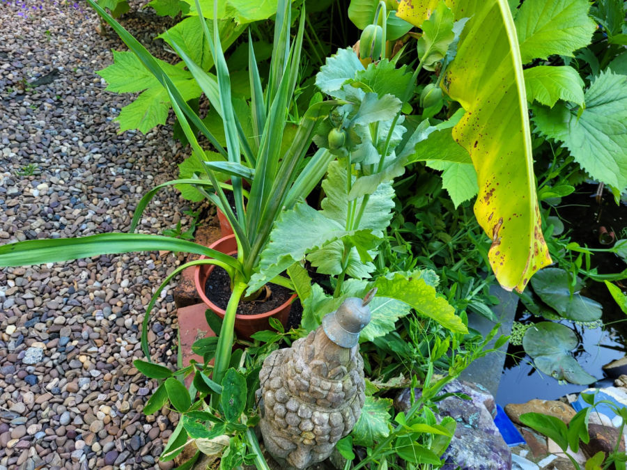 A worry-free attitude to gardening