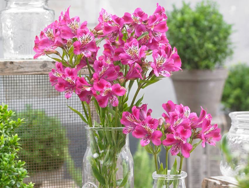 Alstroemeria Majestic Montsoreau. Picture; Woolmans
