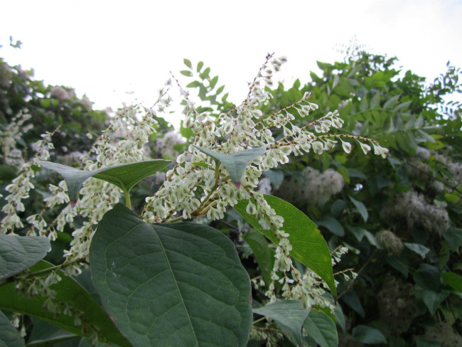 japanese knotweed 2 web Legal ruling: Japanese knotweed