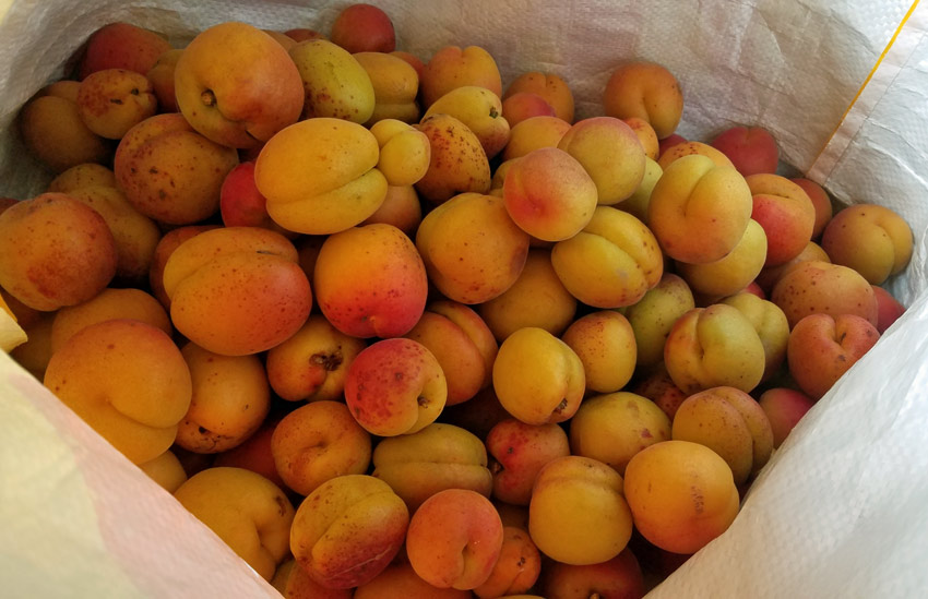 Bag for Life-full of apricots
