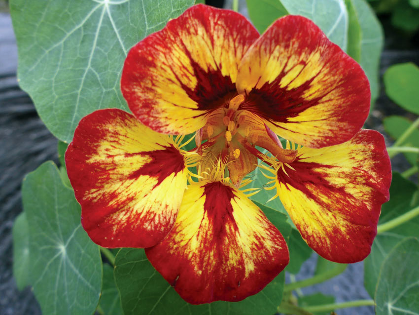 Best nasturtiums to grow