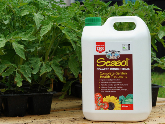 Seaweed concentrate plant tonic