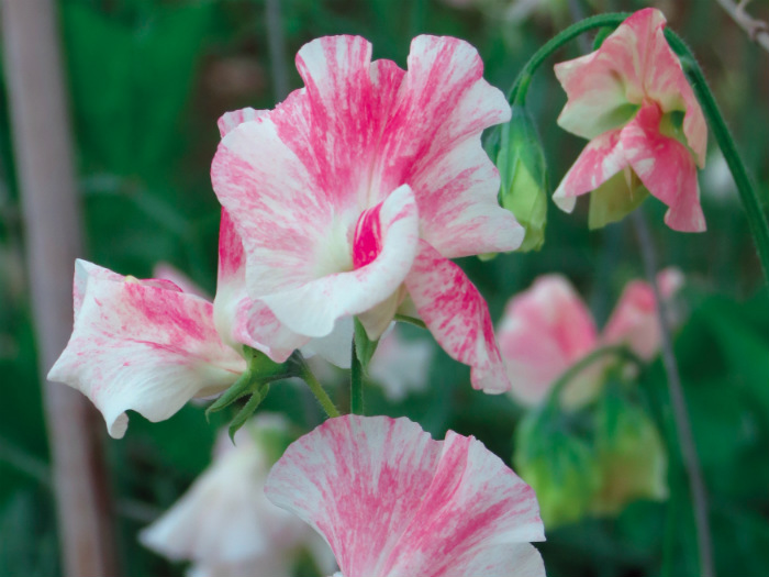 Sweet Pea web Mayflower 400 Picture Mr Fothergills Sweet Pea Mayflower 400. Picture; Mr Fothergill's