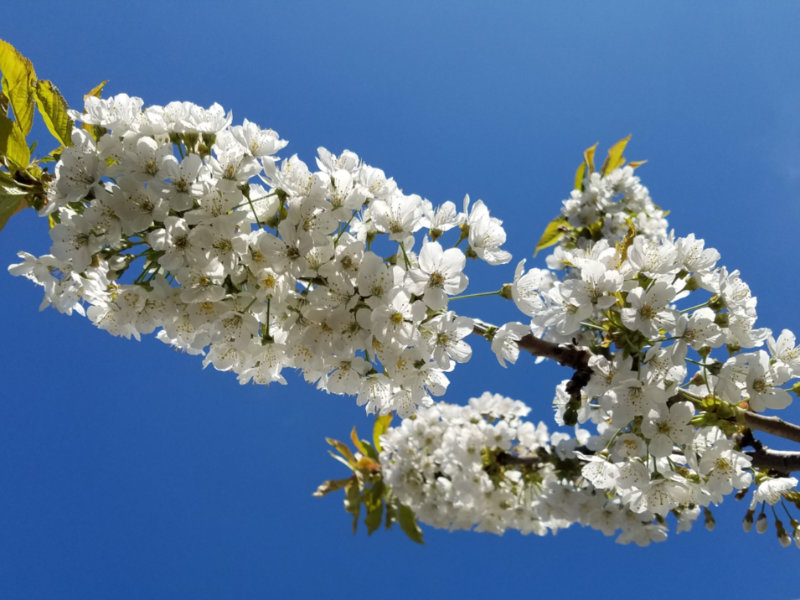 Regina garden in pictures April