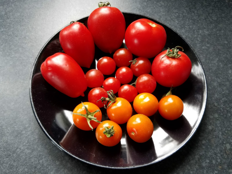 Burpee tomato taste test June 3 20 Burpee tomato taste test