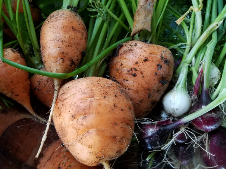 carrot oxheart spring onions sept 1 19 Carrot Oxheart and spring onions