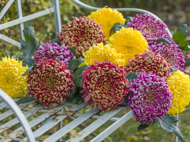 Bislet Red, Yellow and Pink Bislet Red, Yellow and Pink Chrysanthemums. Picture; Woolmans