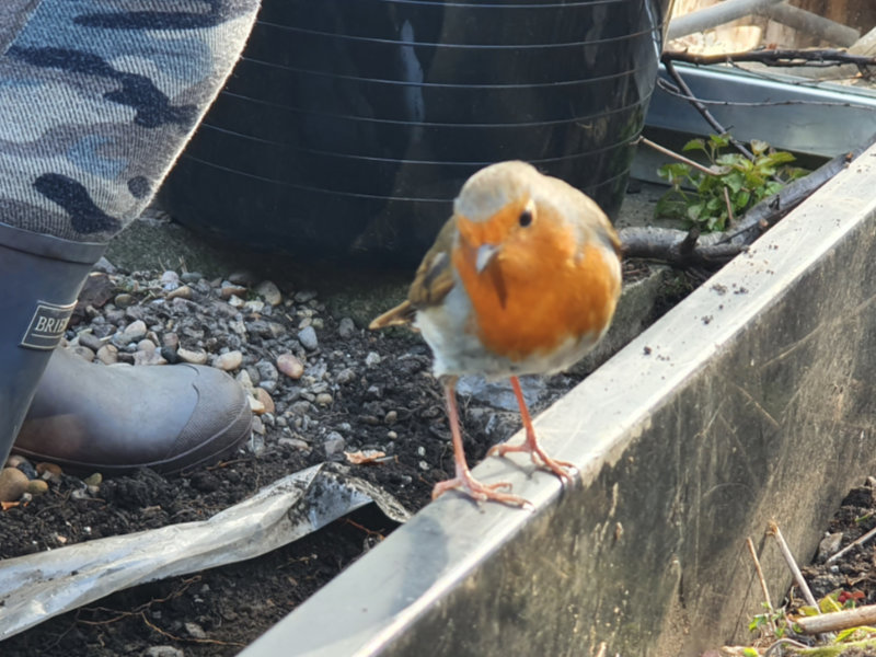 Feeding birds in winter Big Garden Birdwatch 2023