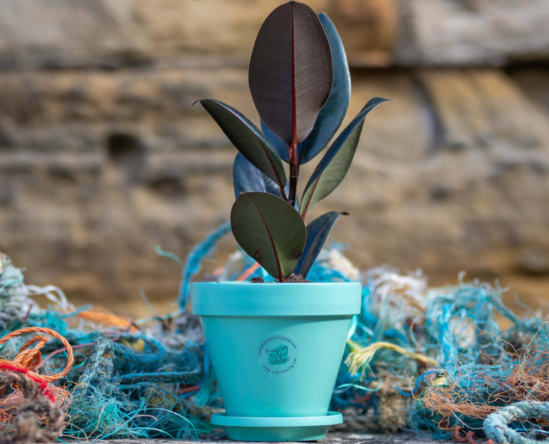 Sustainable Plant of the Year Award