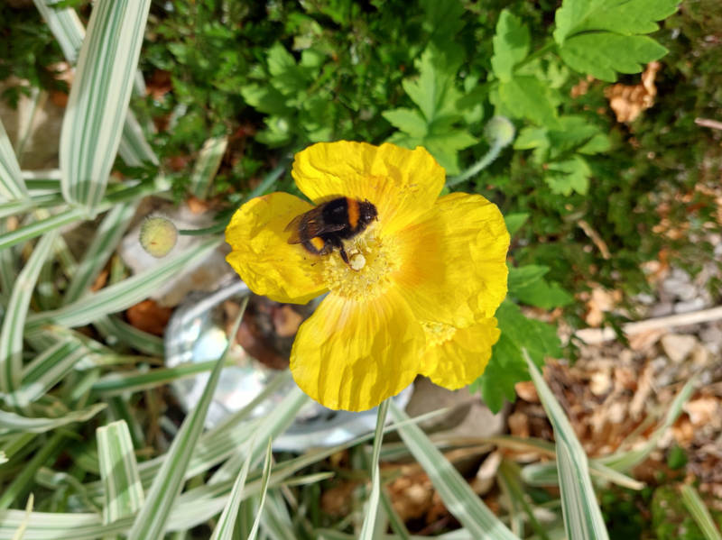 Welshy poppy bee May 15 22 Welsh poppy with attendant bee