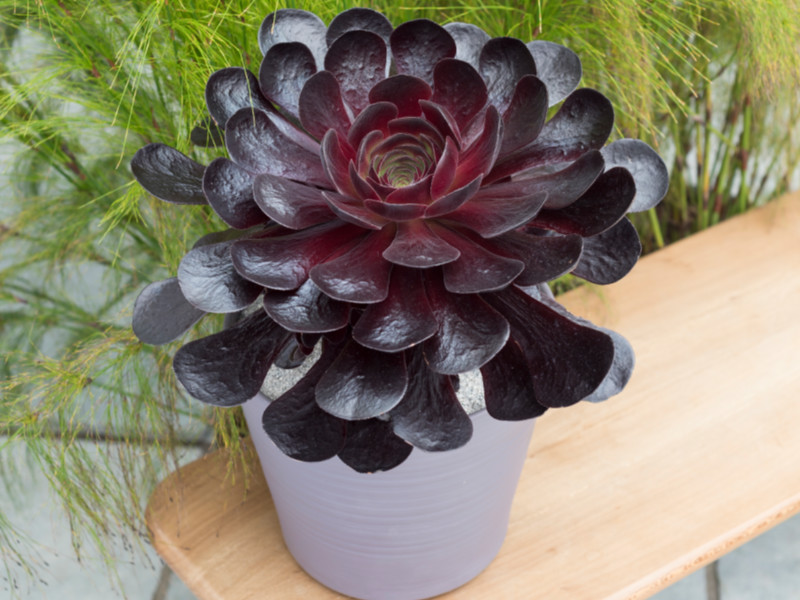 RHS Chelsea Plant of the Year