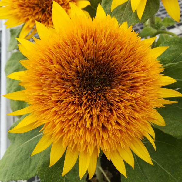 Suttons new flower seeds