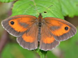Big Butterfly Count 2024 results reveal lowest numbers on record Big Butterfly Count 2024